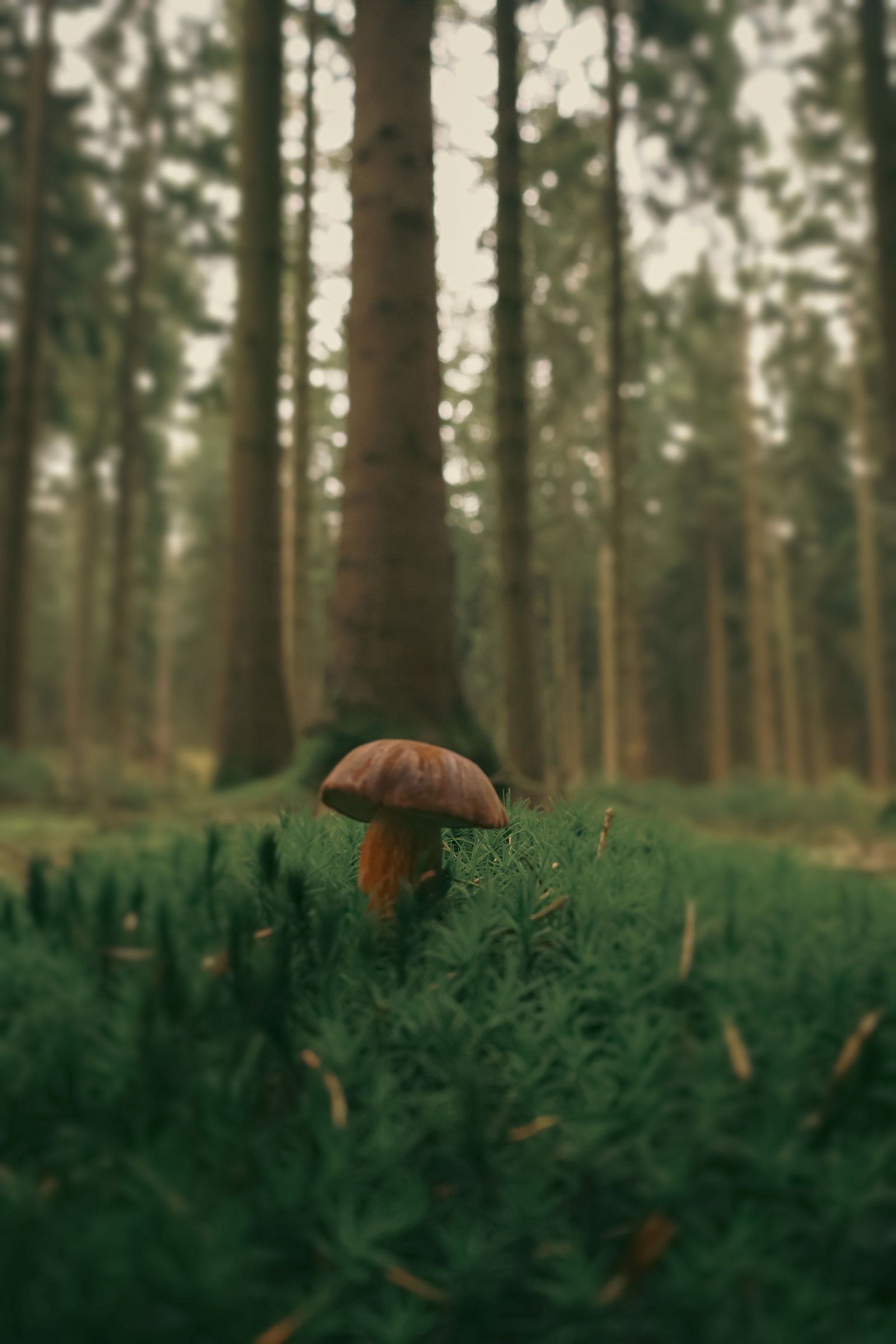 Un résident de la forêt